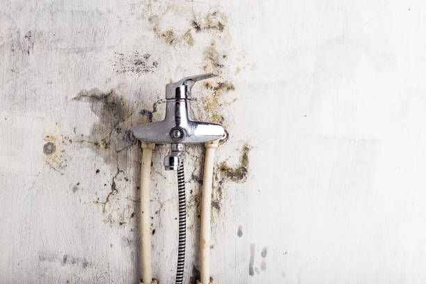 Mold Removal and Inspection in Dentsville, SC