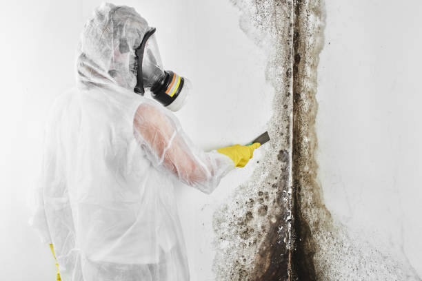 Mold Testing and Removal in Dentsville, SC