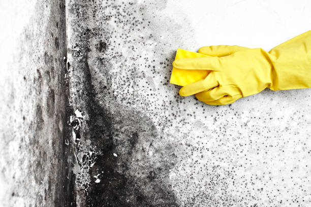 Best Attic Mold Removal  in Dentsville, SC