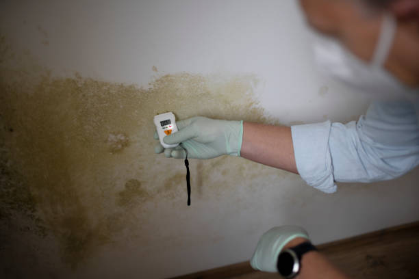 Best Commercial Mold Removal  in Dentsville, SC