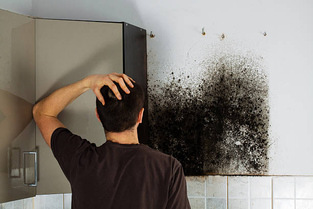Best Professional Mold Removal  in Dentsville, SC