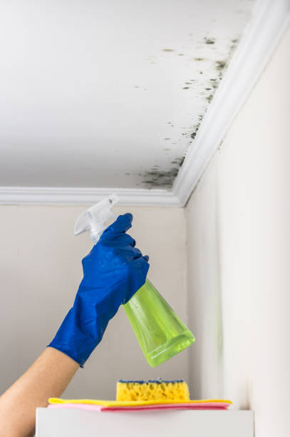 Mold Removal Process in Dentsville, SC