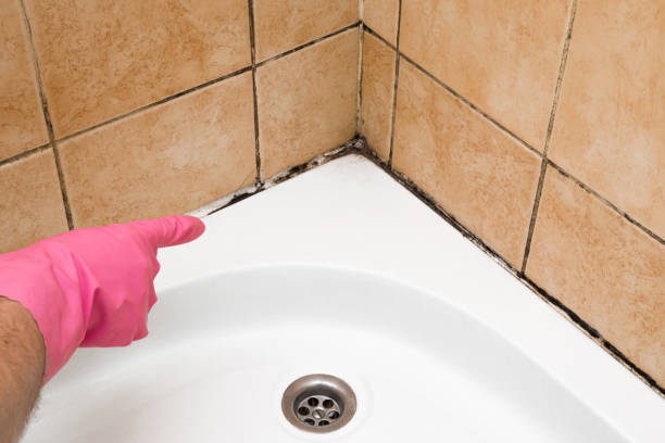 Best Mold Removal Process  in Dentsville, SC