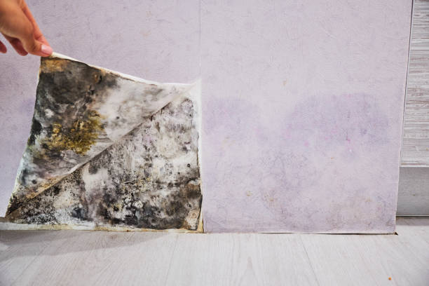 Trusted Dentsville, SC Mold Removal Experts